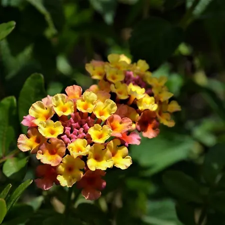 Delle Mimose *