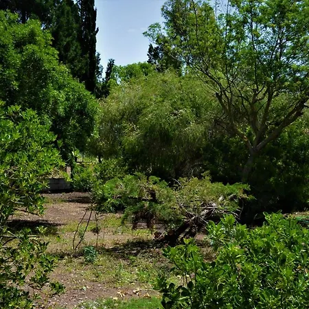 Delle Mimose *