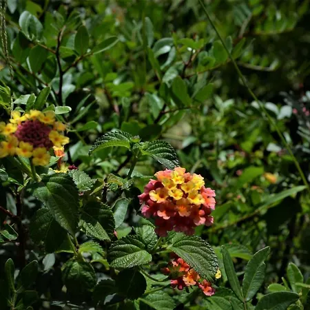 Delle Mimose Casa de Férias